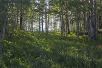 Sunlight filtered by Aspens 9735 40